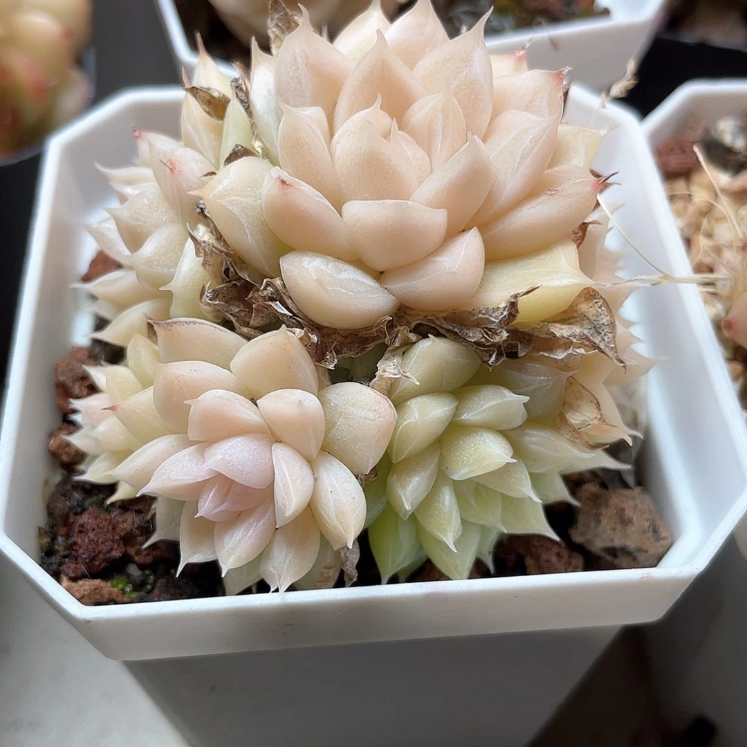 优选女王手捧花9390