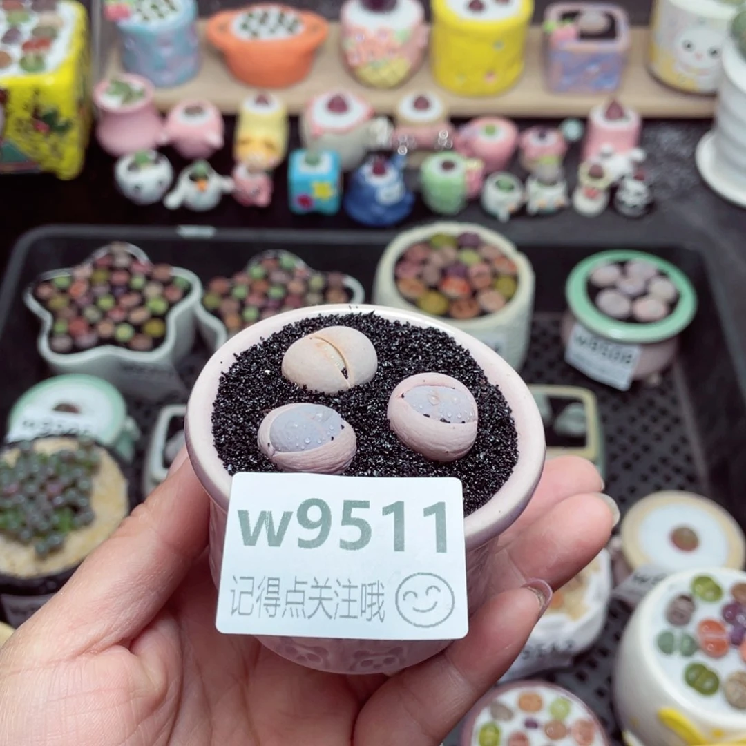 w9511 带盆土发货-零下地区拍保温箱