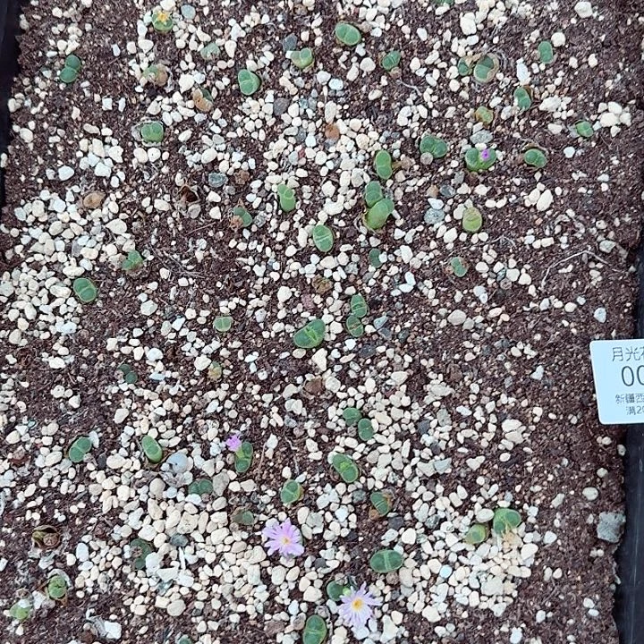 不过在这里有002这个