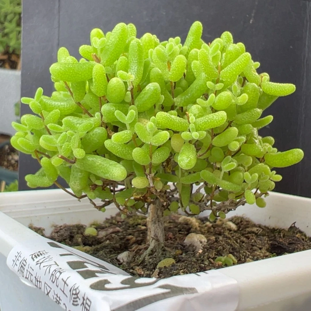 【闪购商品】dy2291蜜橘糖球福福价