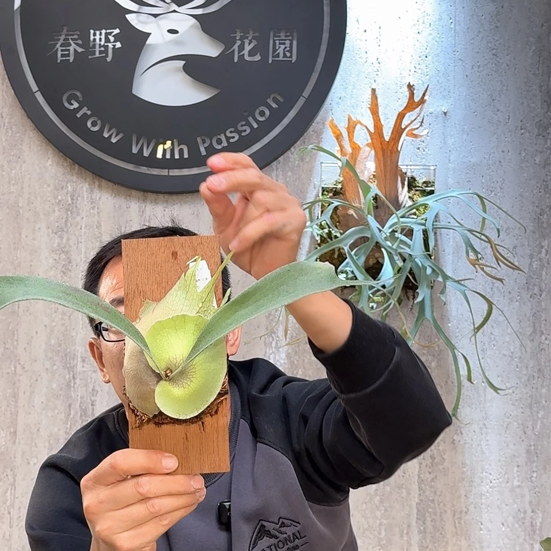 完全开放雷电鹿角蕨书签板