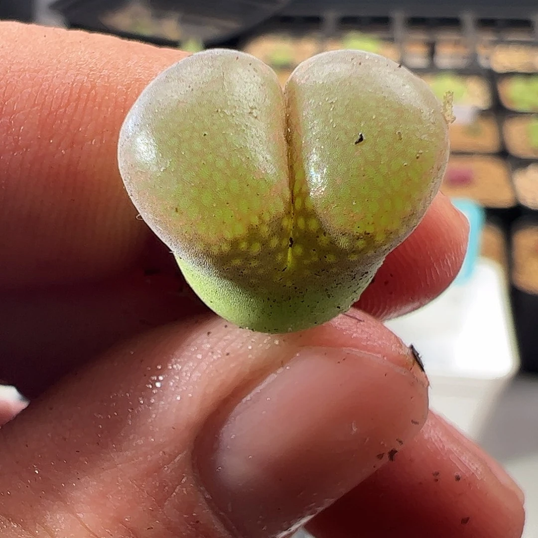 000072 一物一拍AP种源PNSP