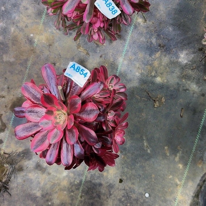 ?**忆838.854美杜莎加红铜百