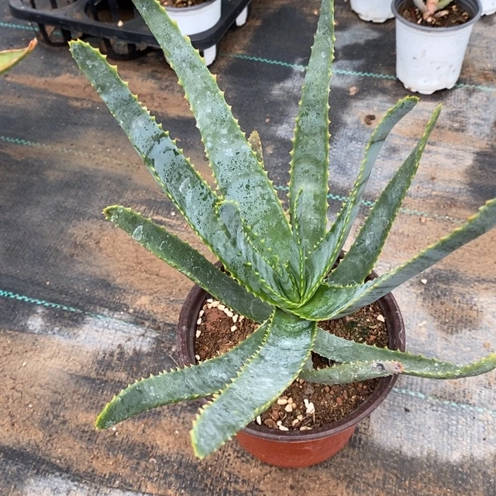 完美主义者勿拍卡比塔塔变种