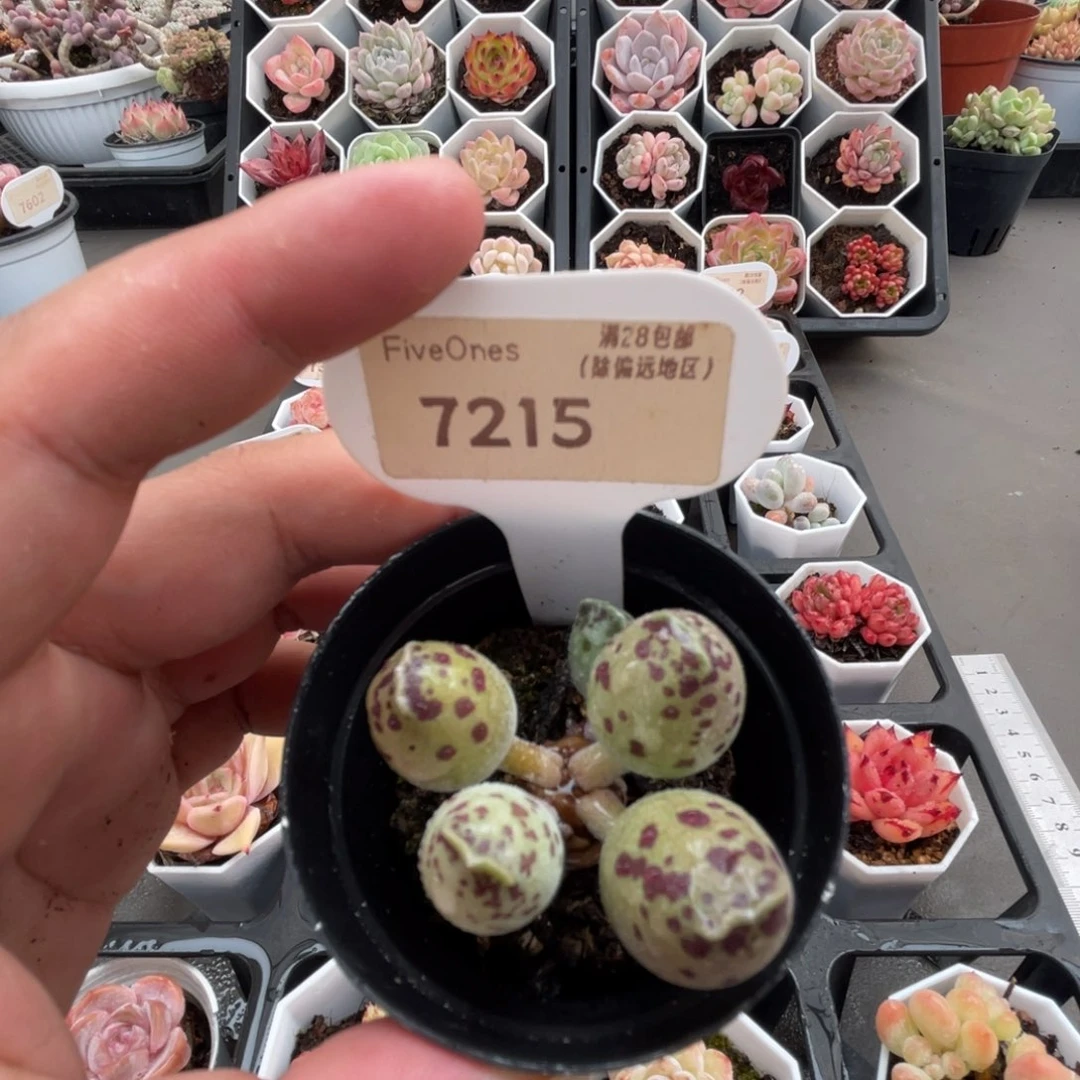 7215海豹 4.0厘米