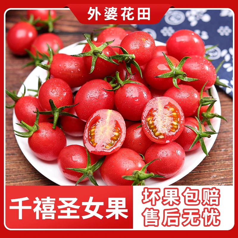 【顺丰包邮】广东电白千禧圣女果2斤装酸甜可口产地直发