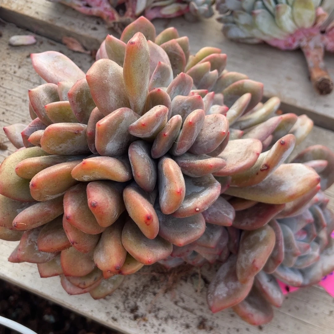 蓝***蓝石榴子星影朵朵缀群生蓝蓝蓝