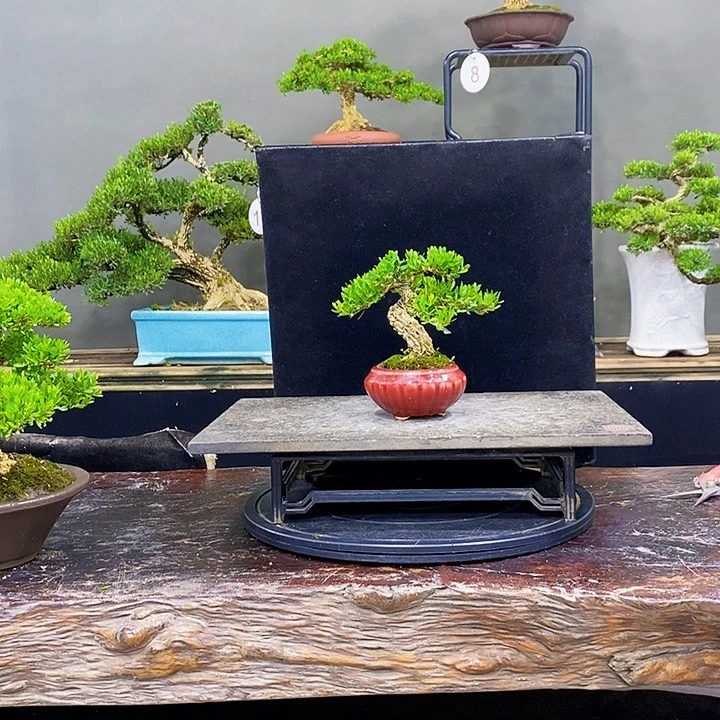 无花朵黄杨盆景四季常青不落叶