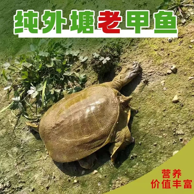 外塘散养公甲鱼单只5.3斤--5.6斤甲鱼  王八  团鱼  水鱼