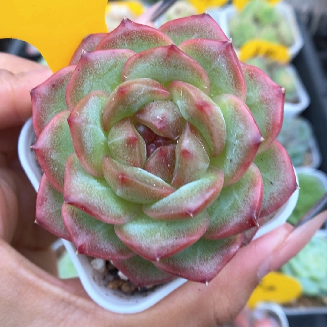 油透珍妮可拍4118号