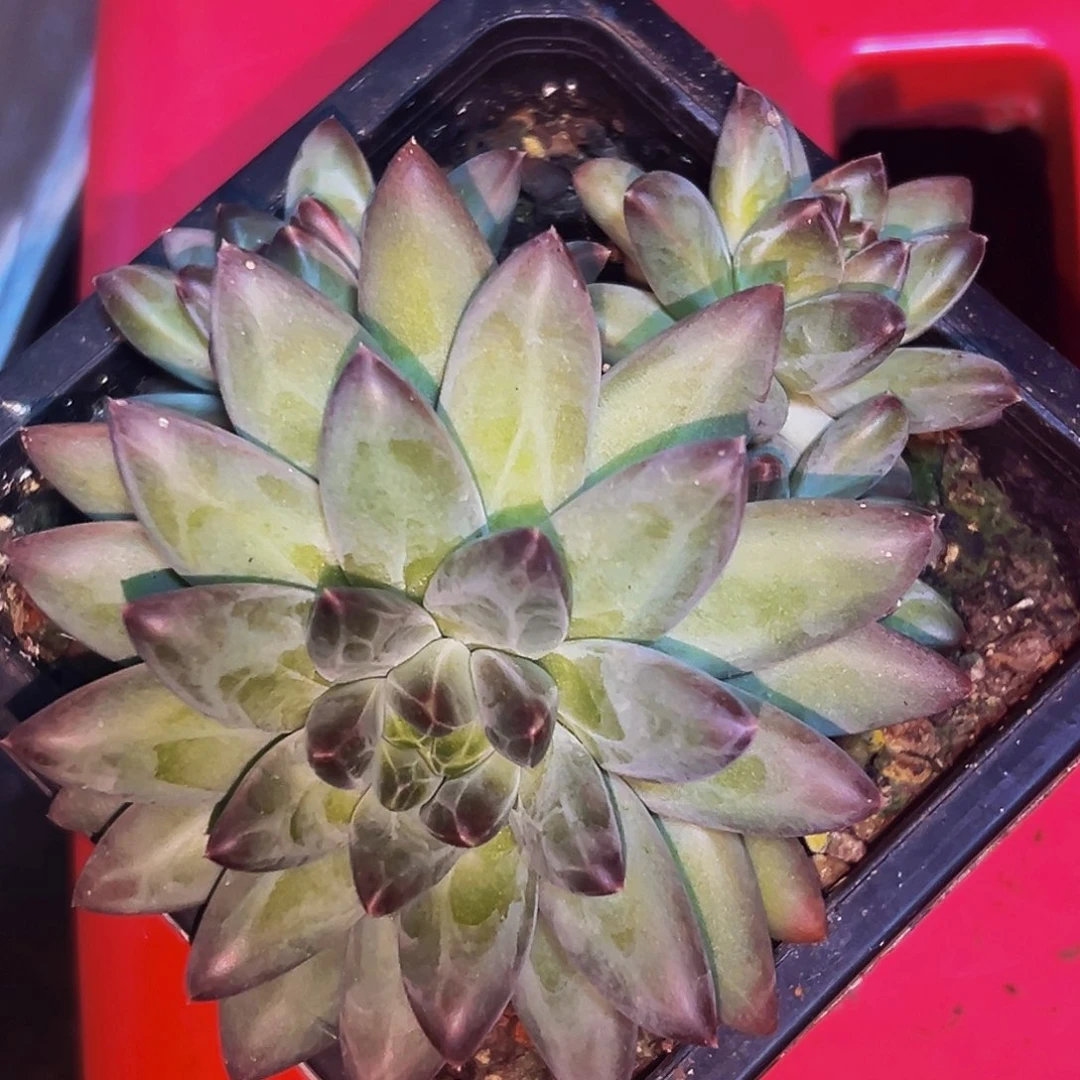 桔云多肉美人精品系列