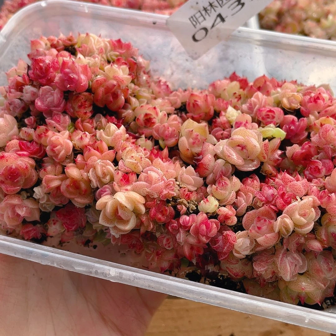 多肉植物多肉植物439