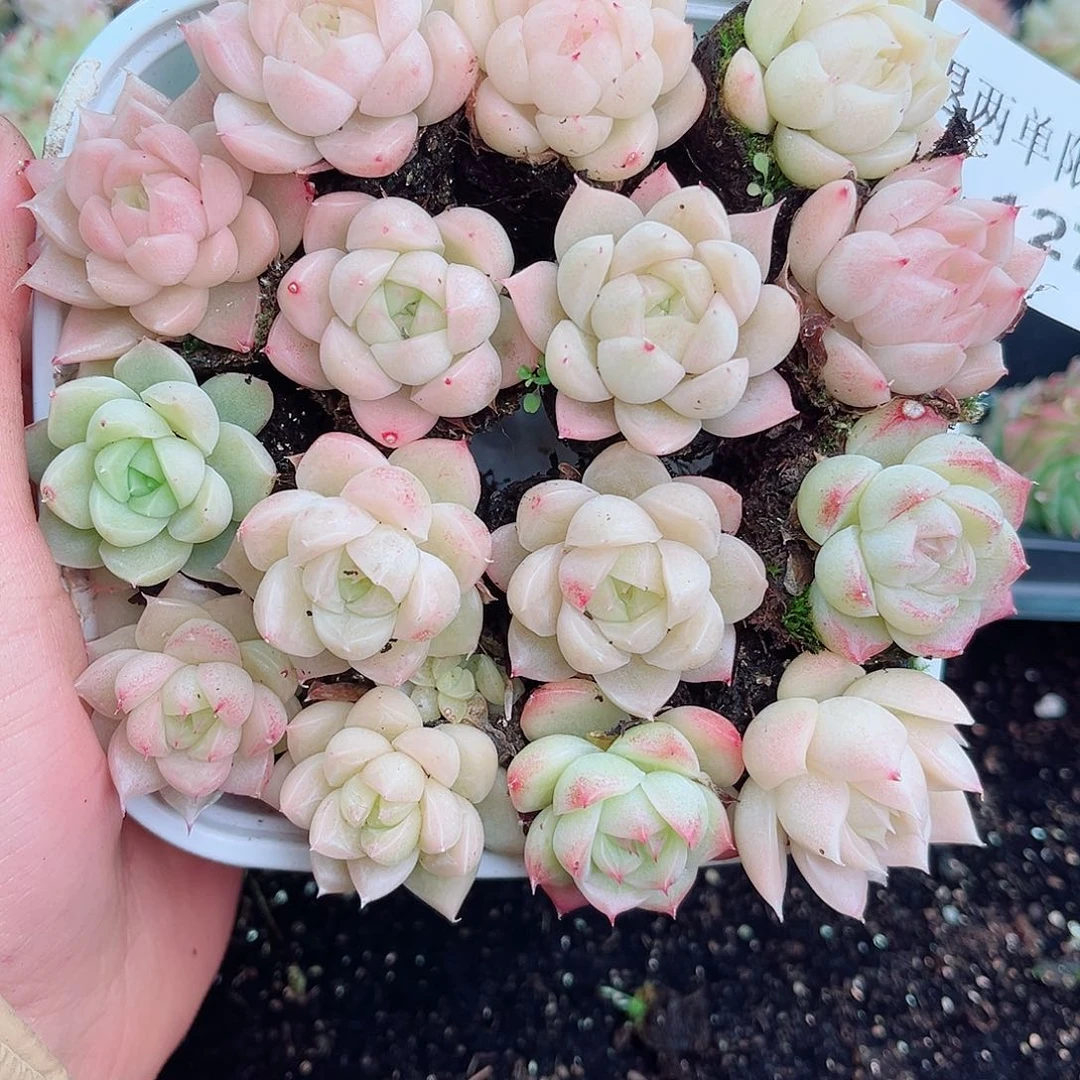 余***然1-127 新疆西藏内蒙不发12.8包邮2-3公