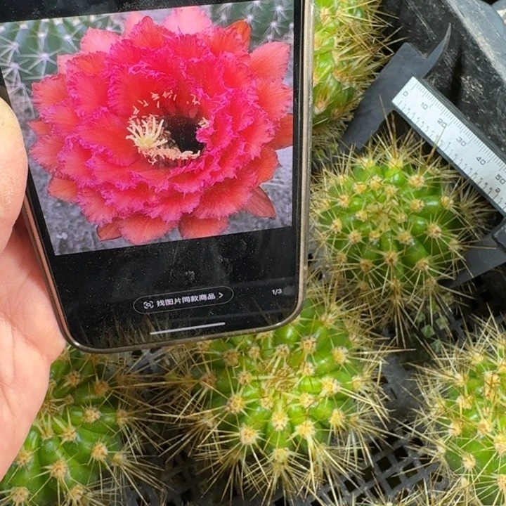 227毛花柱荣耀自花歪无根侧牙6公分左右