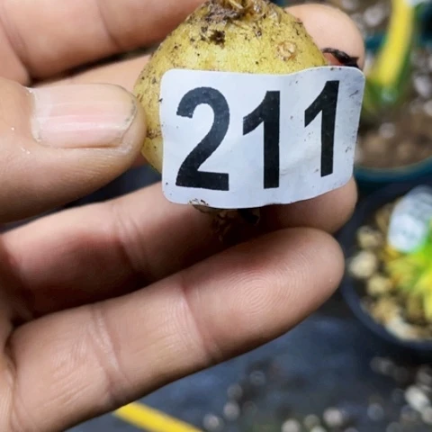 211苍角殿如图东北不拍货