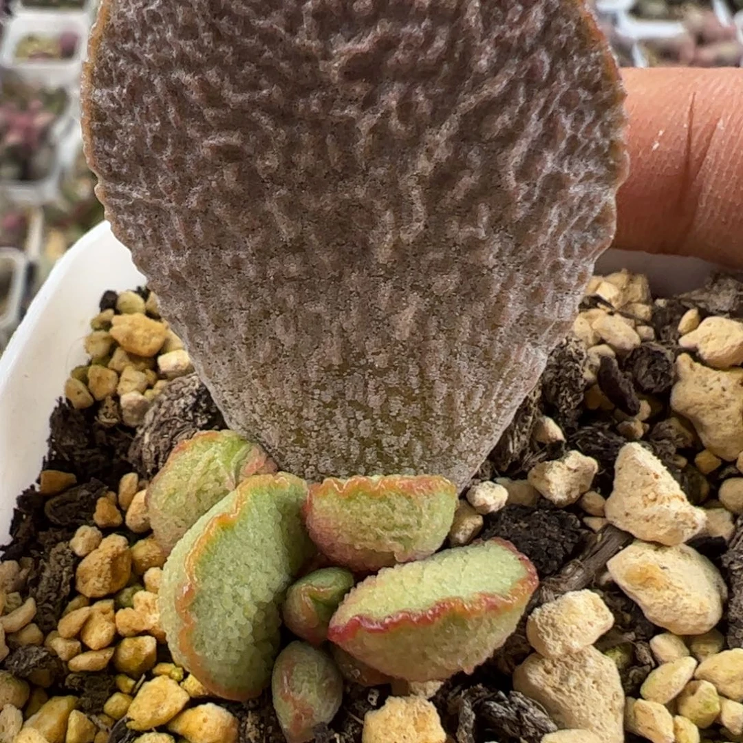 实生新品多肉植物水泡