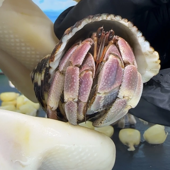 A50异色 灰白2.0cm口径