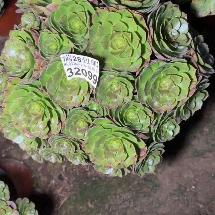 32099万拉丝不包断枝