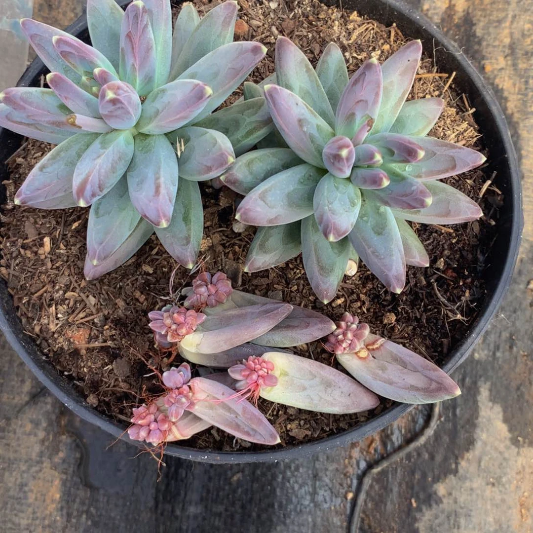 俗*双头乌拉多肉植物