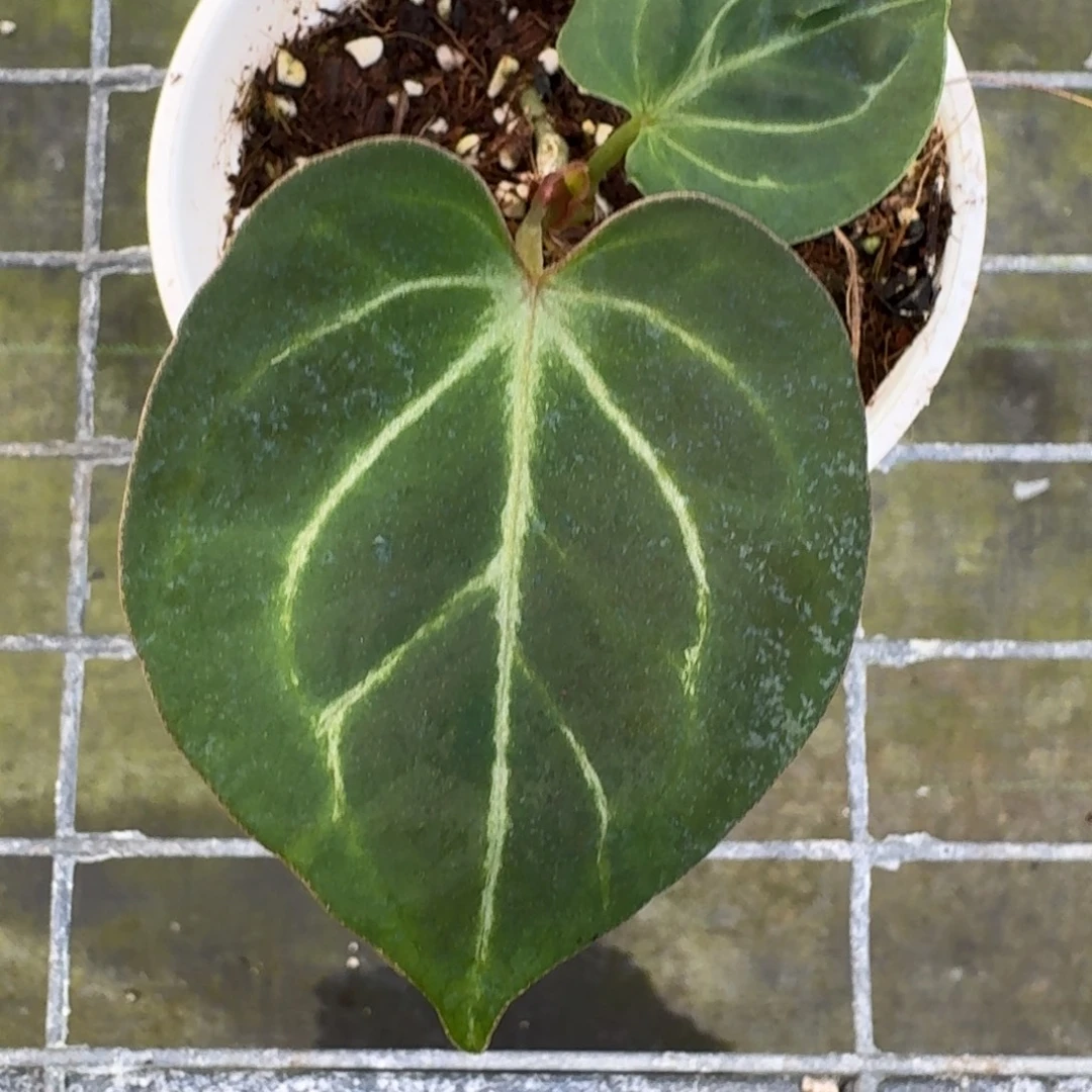 不开花植物特价 印尼hu kos