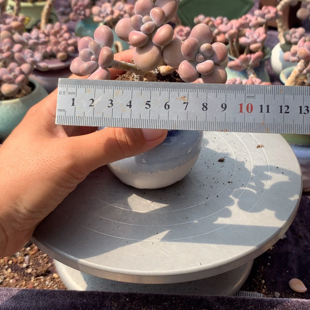 50号带盆偏远不包邮的