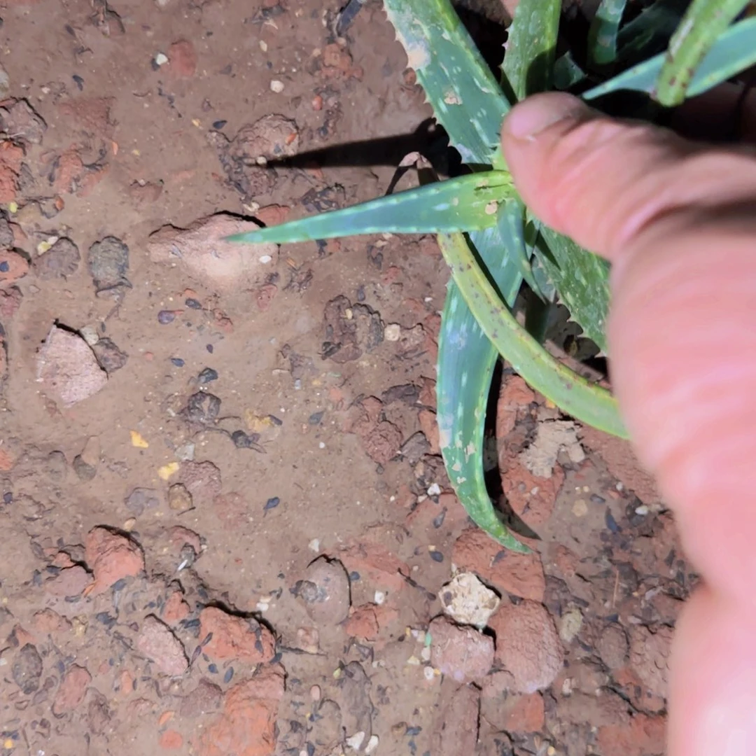 乐*块根植物块根植物