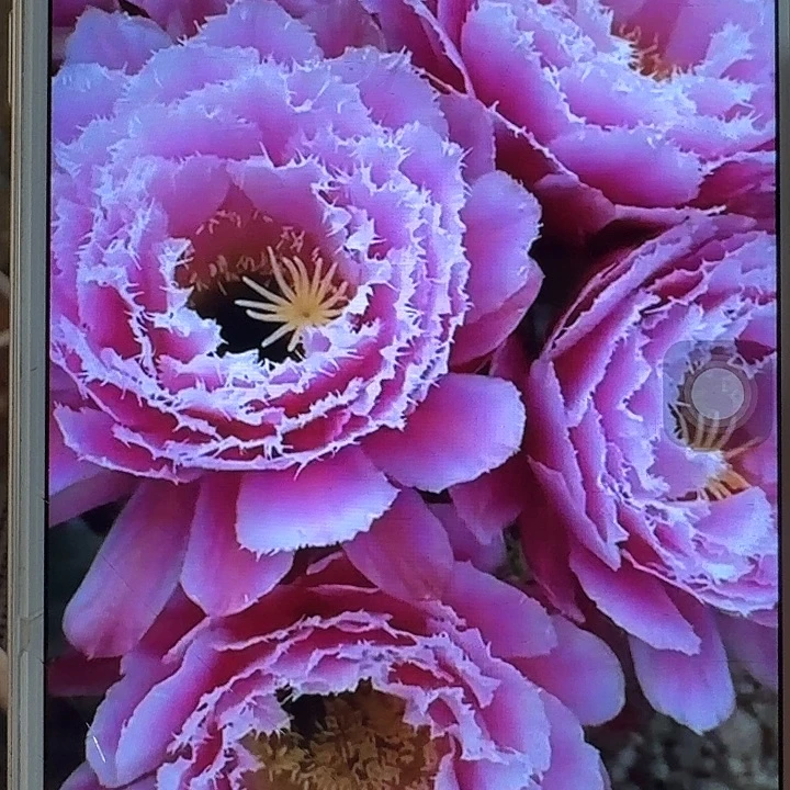 芸儿带根冠服7公分以上毛花柱