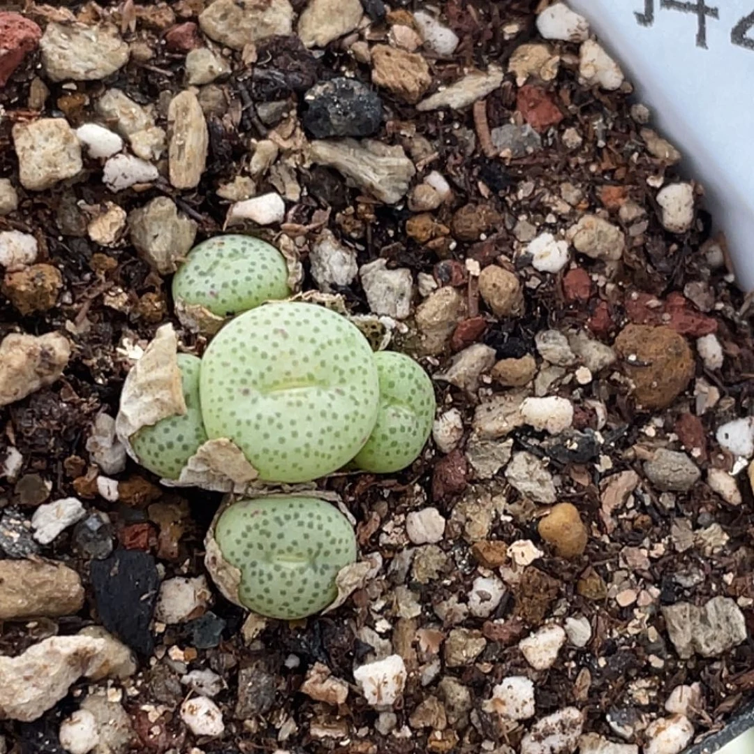 28-67金桔多肉植物