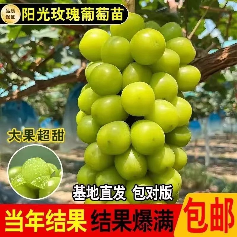 蓝宝石精品葡萄树苗适合南方北方耐寒庭院盆栽地栽果树苗