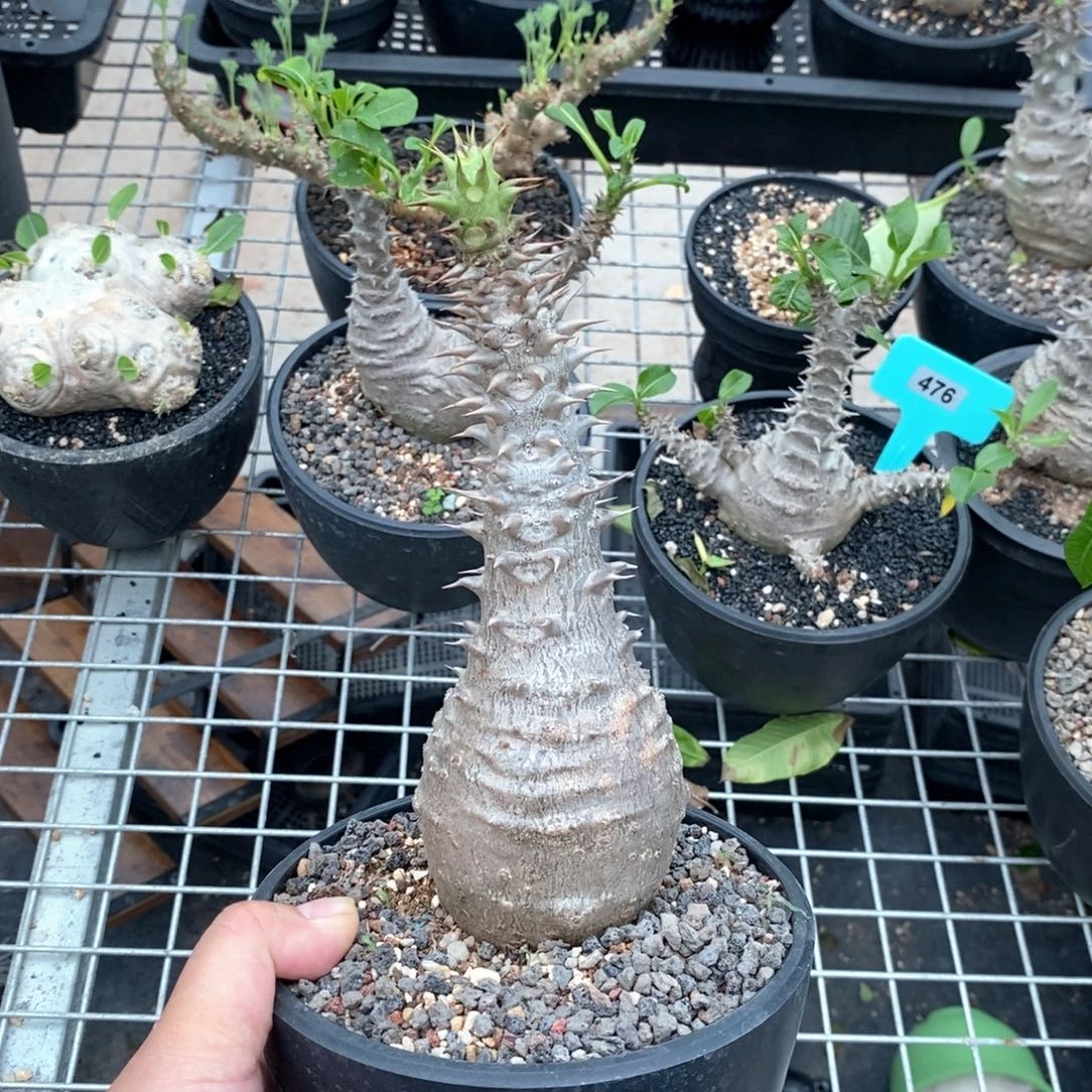 温莎甁干多肉植物