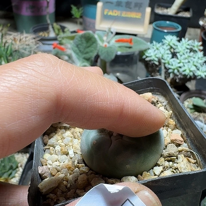 927蓝白肌银鱼脱土发货