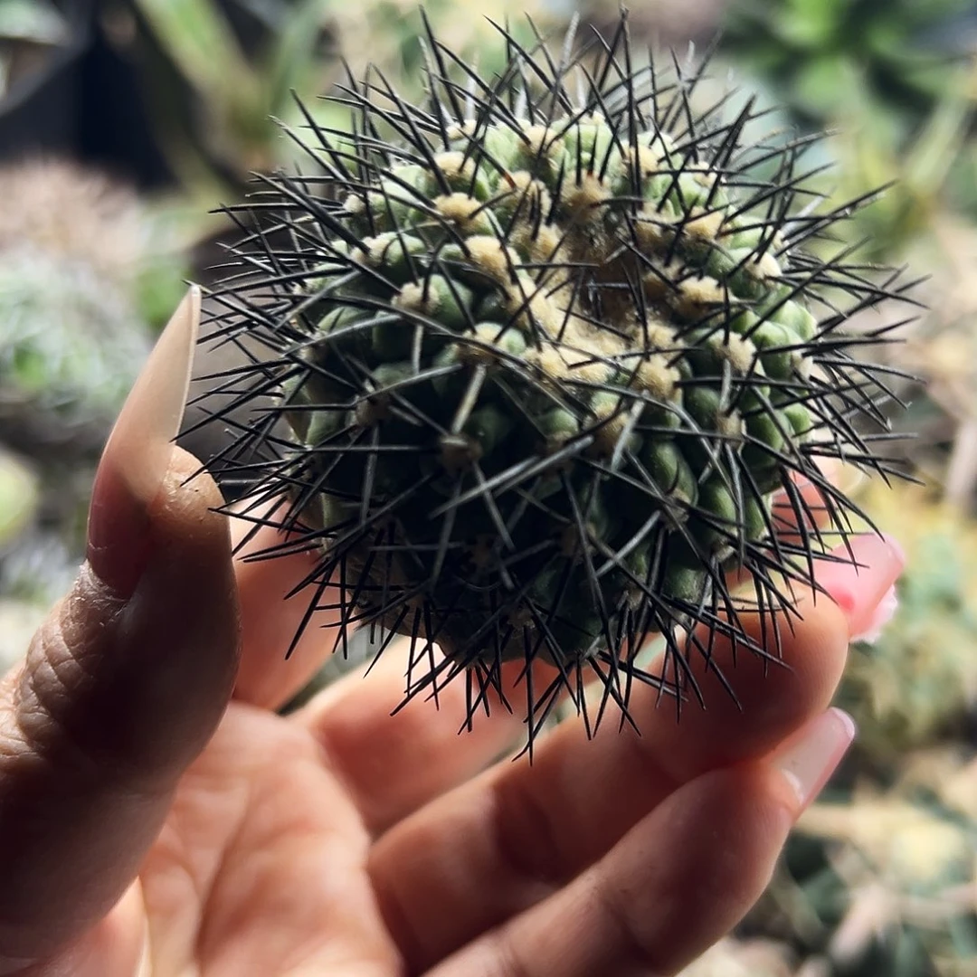 鬼神龙有根仙人球6666666