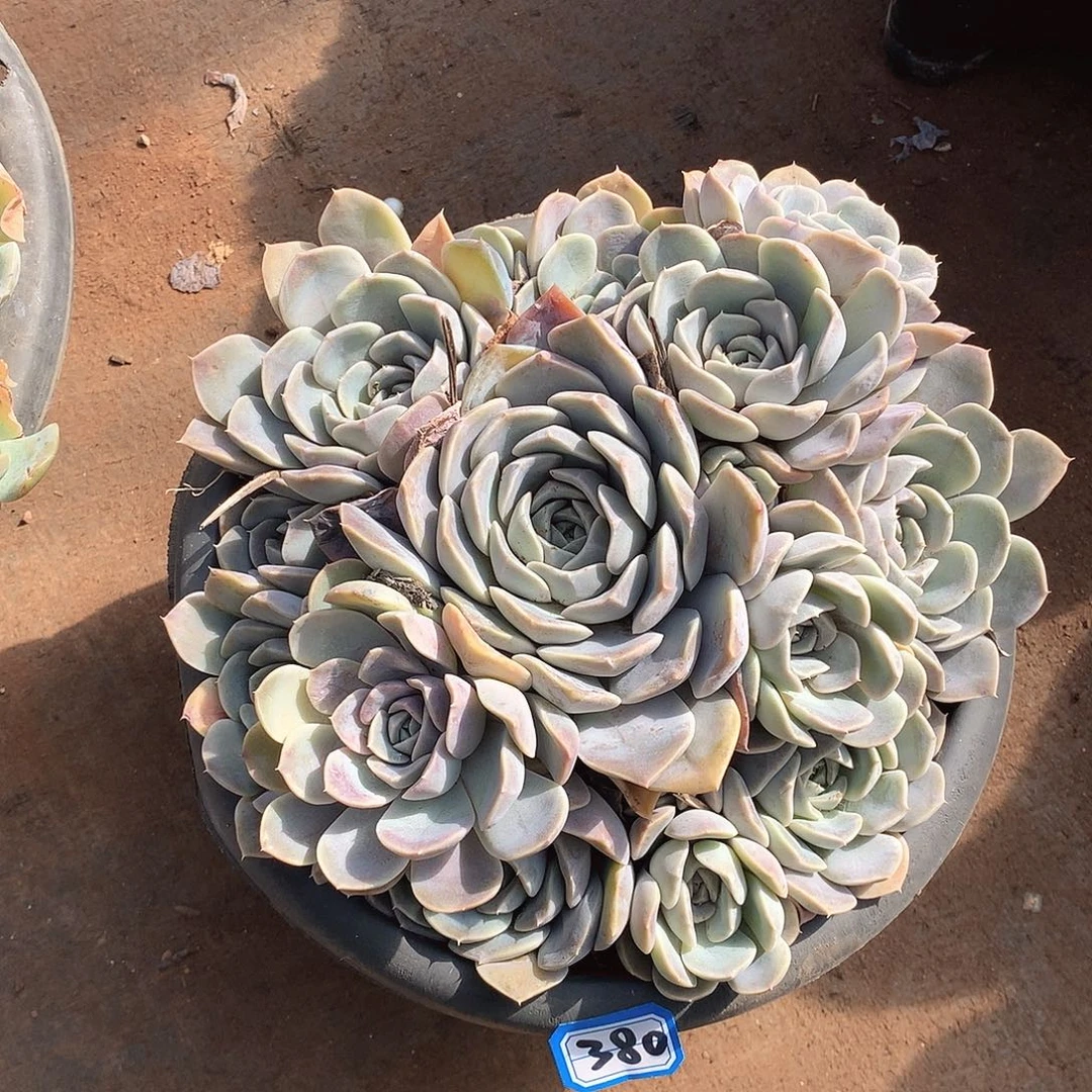 380汉堡一物一拍多肉