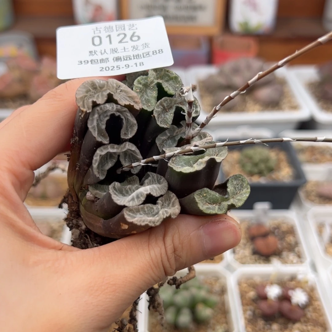 在***儿0126号 玉扇2个多肉植物