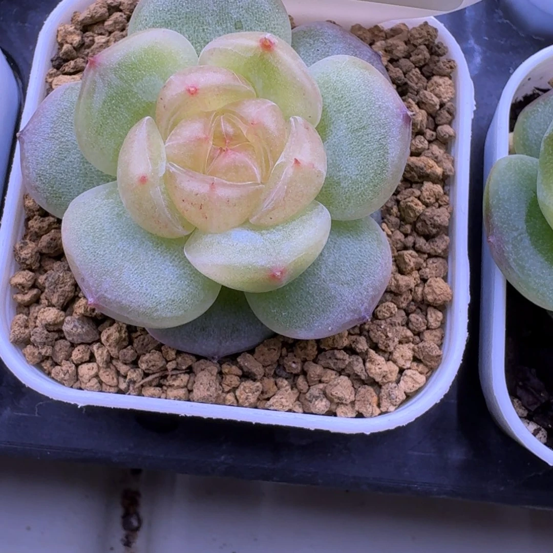 1028-49-0024单头一颗