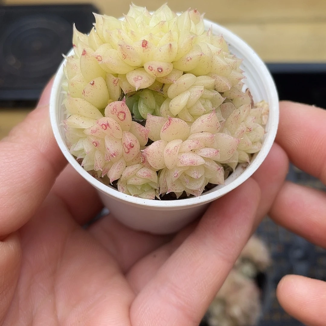 多肉植物麦秆群生