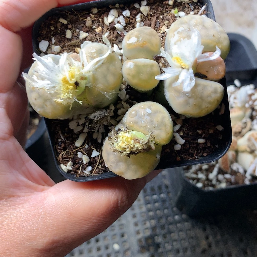 呆**?E137多肉植物保护