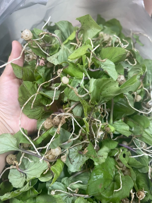 新鲜野生青天葵500克