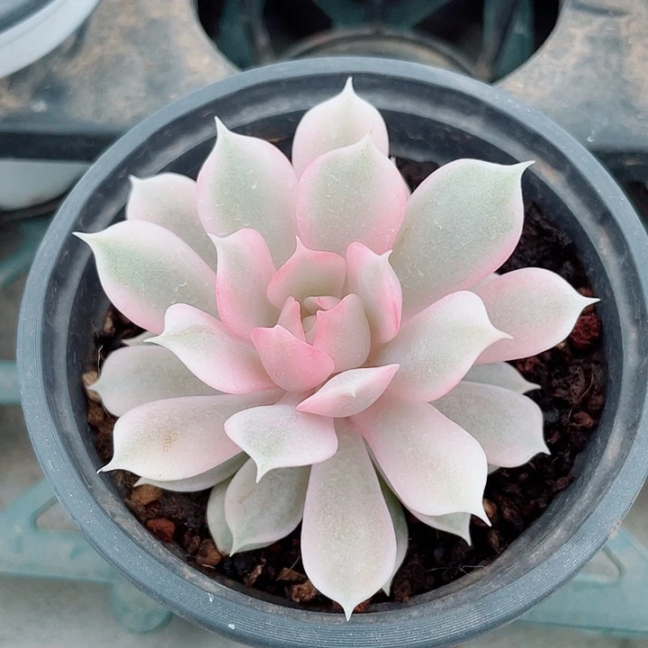 张***吖粉蝶锦。锦龙多肉园艺