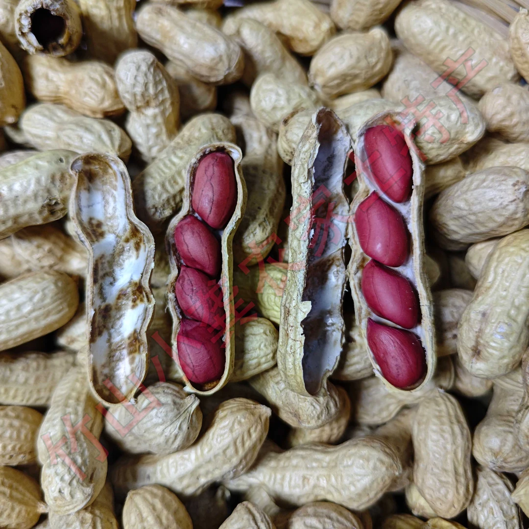 红花生白花生2025年湖北竹山新鲜晒制干花生带壳原味农家自种