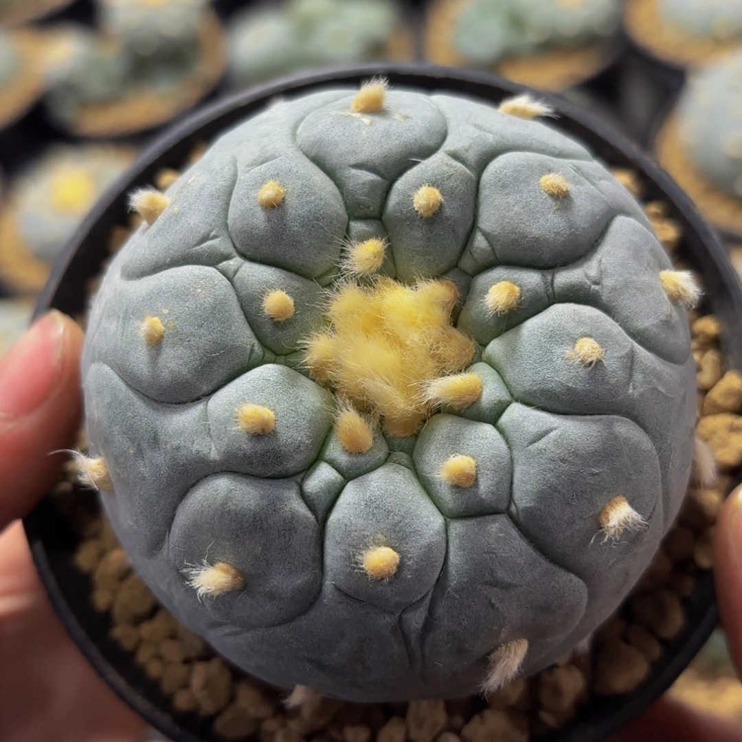 G g g g g g g g g g 515