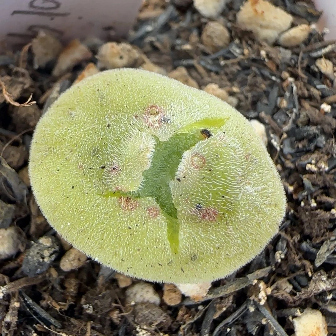 5.11。毛茸茸毛饼。1.6公分。9002