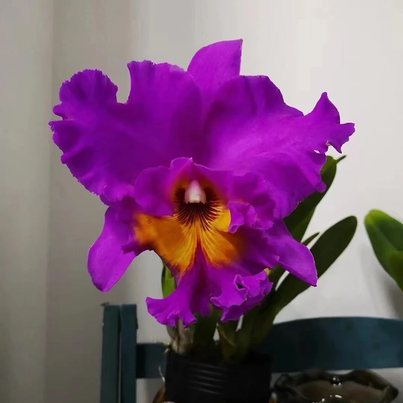 大红花卡特兰盆景