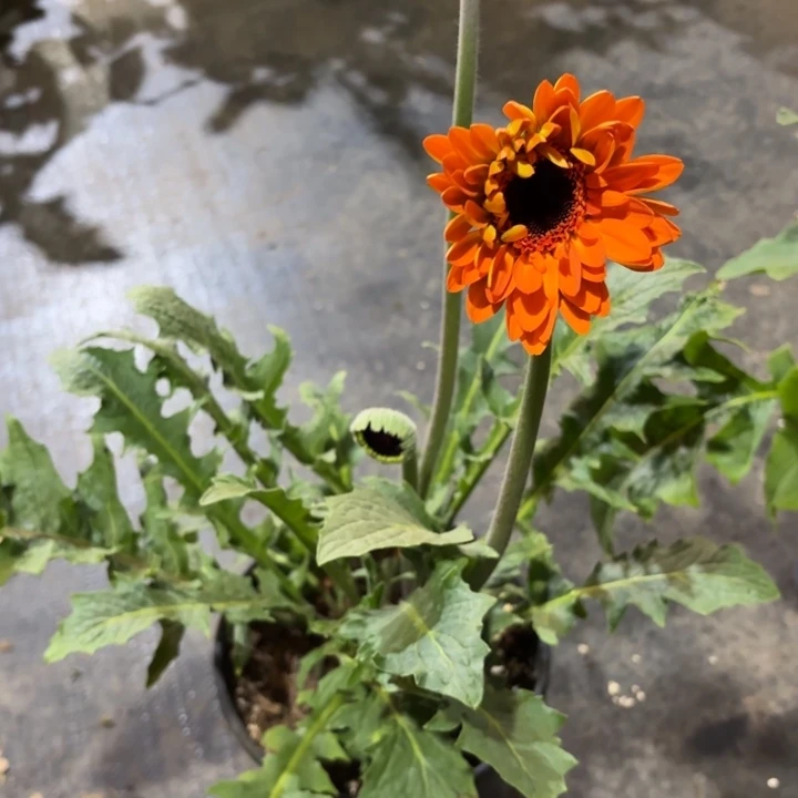 原盆原土一加仑非洲菊金桂