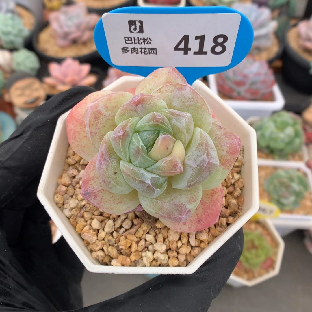 418 冰玉石化多肉