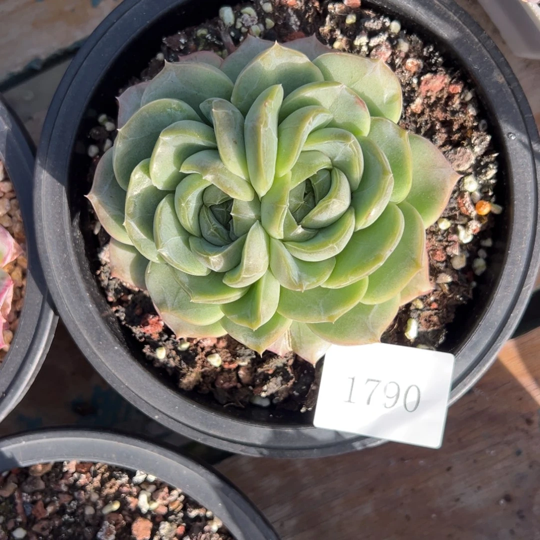 果**台1790肉肉肉肉肉肉肉肉