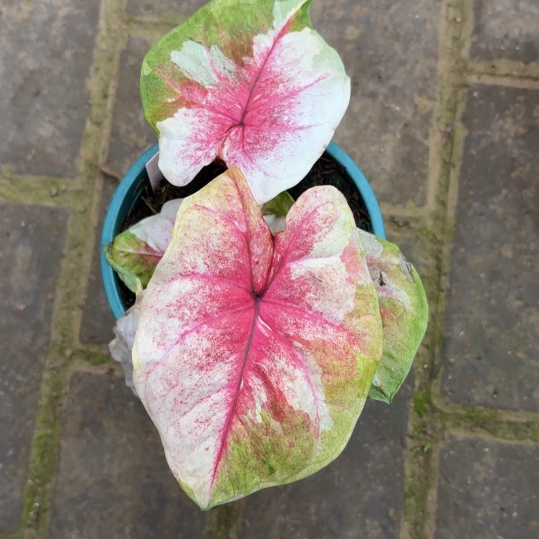 涅***槃月亮光辉泰国34-1202