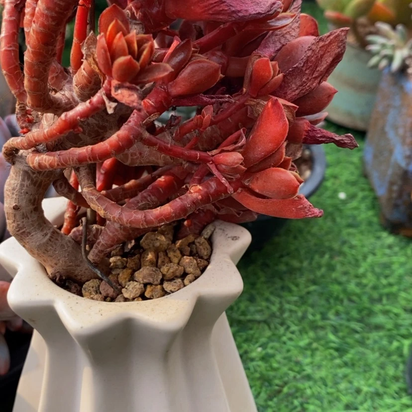 【闪购商品】遇**阳多肉植物