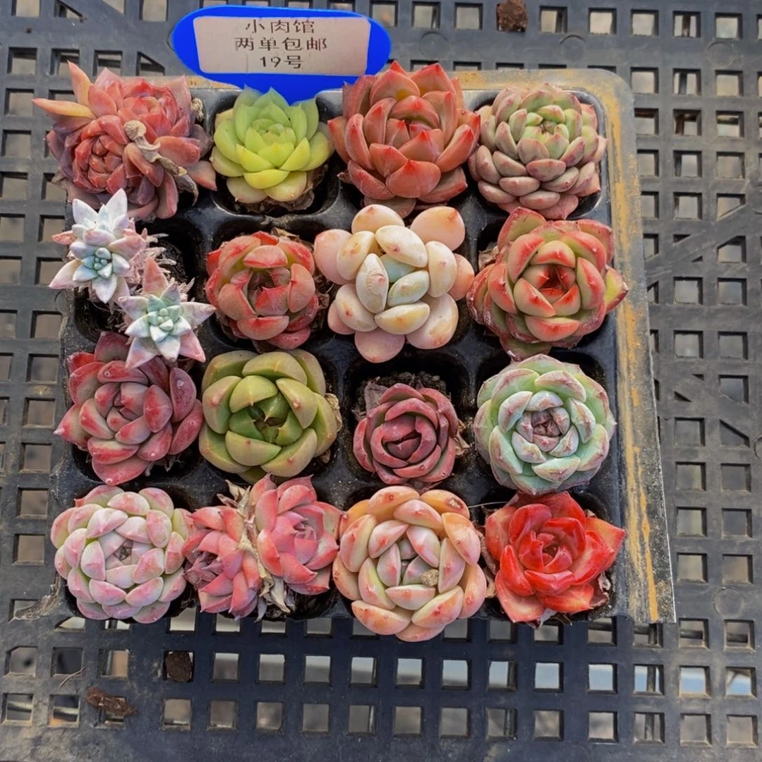 19-精品美肉16个