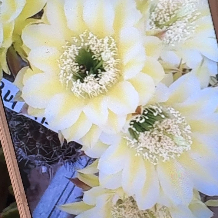 伊卡洛斯侧芽5公分左右毛花柱（20包邮）